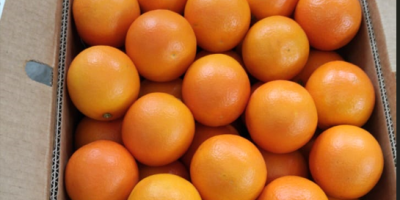 High quality Egyptian orange. Directly from the manufacturer. Minimum