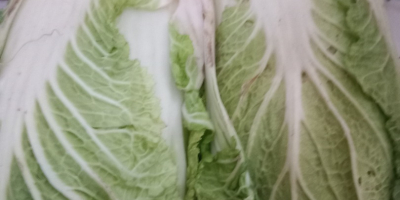 I will sell Beijing cabbage, please contact me for