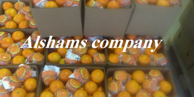 Offriamo arance fresche con le seguenti specifiche: Arancio Navel:
