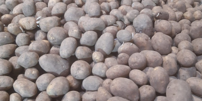 I am selling Austria potatoes 50+ at the price