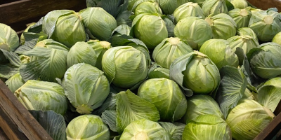 I will sell white cabbage Truck quantities Very nice