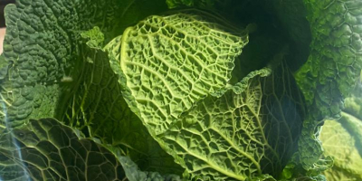 Savoy cabbage for sale I have truck quantities The
