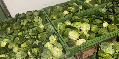 Savoy cabbage for sale I have truck quantities The