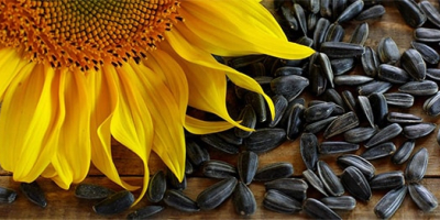 We are buying STAS sunflower seeds, the price offered