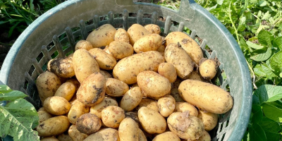 Sell waxy table potatoes (crown) If you are interested,