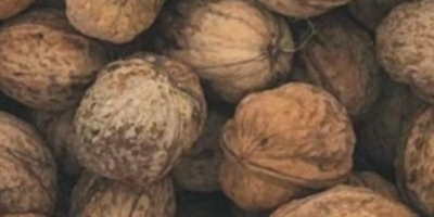 I m selling BIO walnuts in the shell, very