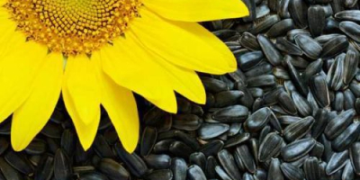 Schwarze Sonnenblumenkerne (in der Schale). Hergestellt in der Ukraine