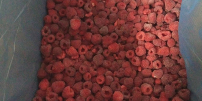We sell raspberries of our own production and freezing.