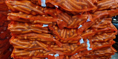 I WILL SELL CARROTS - COMMERCIAL QUALITY Packed in