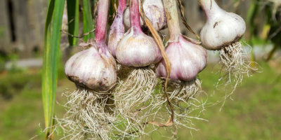 Hello everyone, Spanish garlic directly from the producer, large