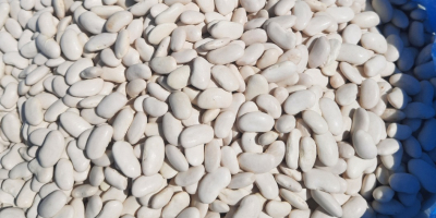 white and red beans 1. Specification: humidity 16% max,