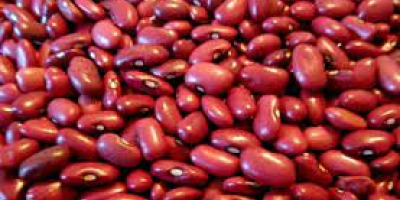 white and red beans 1. Specification: humidity 16% max,