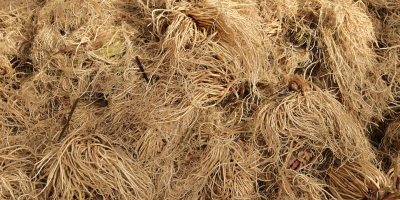 I will sell washed and dried valerian root. Packed
