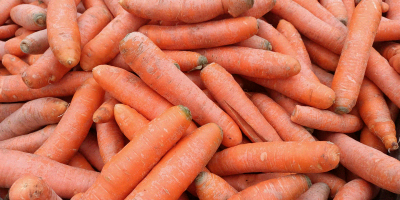 I will sell &quot;od sort&quot; carrots for animal feed.