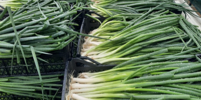 Fresh Spring Onion redy to export from Albania.