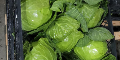 Buy Spring Cabbage Season 2023 Origin: Albania All Documents