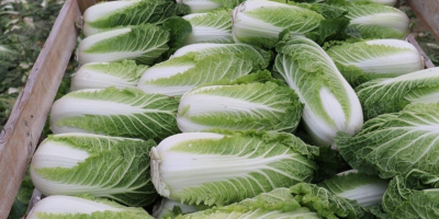I will sell Chinese cabbage.