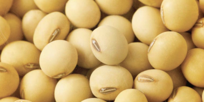 I sell soybeans directly from the producer Watsapp +380507385161
