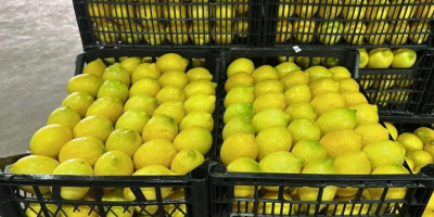 Vendo un limone, varietà Lamas, calibro 3/4, numero di