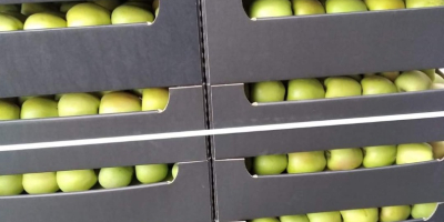 I WILL SELL LARGE QUANTITIES OF APPLES VARIETIES RED