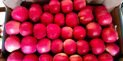 I WILL SELL LARGE QUANTITIES OF APPLES VARIETIES RED