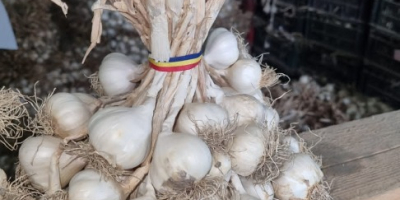 Vendo aglio rumeno per il consumo e la semina