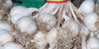 I am selling Romanian garlic for consumption and sowing