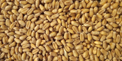 82 Tonnen Weizen in Mühlenqualität zum Verkauf in Ungarn.