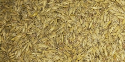 Il resto del grano dalla coltivazione domestica. 400 kg