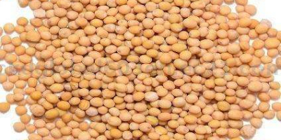 We are a company experts of exports mustard (black,