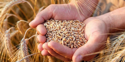 The Ukrainian company offers the sale of grain products