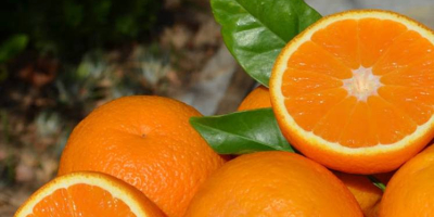 Ecological Oranges from the Balearic Islands directly from the