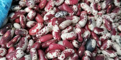 I will sell beautiful Jaś tyk beans - colorful