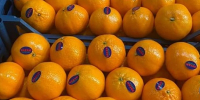 Frische Mandarine (Murcotte) aus Ägypten, bereit für den Export