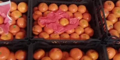 Frische Mandarine (Murcotte) aus Ägypten, bereit für den Export