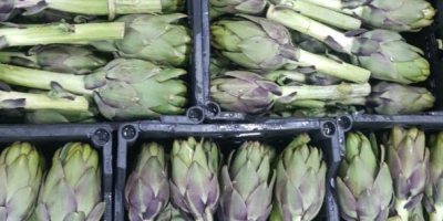Fresh green artichoke from Egypt ready to be exported
