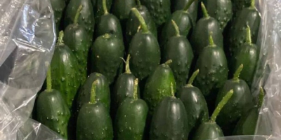 I will sell cucumber from Turkey wholesale price from