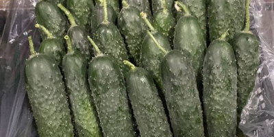 I will sell cucumber from Turkey wholesale price from