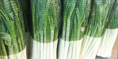 Premium quality Leek from Albania ready to export. Various