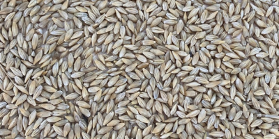We sell barley for export, origin Kazakhstan. Delivery basis