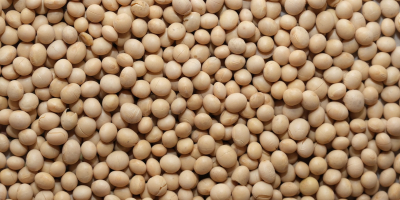 Vendi semi di soia, alle condizioni di DAP Europe