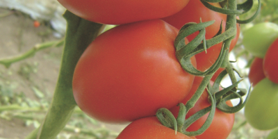 Tomaten Kaliber 45-65 lang, verpackt in Kartons von 6-10