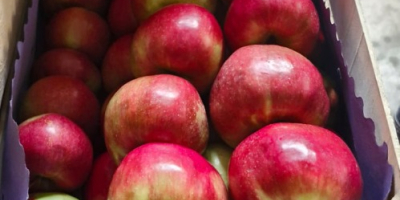 We offer export-quality Idared, Jonaprince, Golden, Gala, Red Chif,