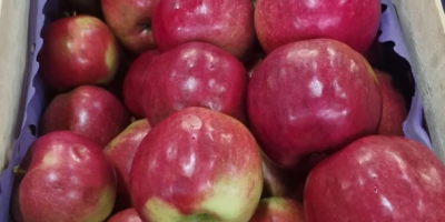 We offer export-quality Idared, Jonaprince, Golden, Gala, Red Chif,