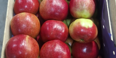 We offer export-quality Idared, Jonaprince, Golden, Gala, Red Chif,