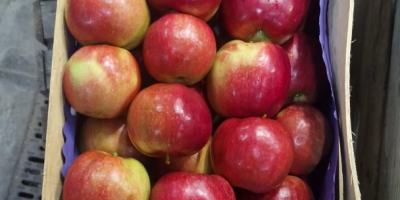We offer export-quality Idared, Jonaprince, Golden, Gala, Red Chif,