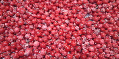 Предлагаме Idared, Jonaprince, Golden, Gala, Red Chif и други