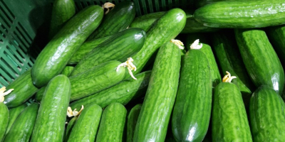 I will sell 14 tons of Polish cucumber, Pacto