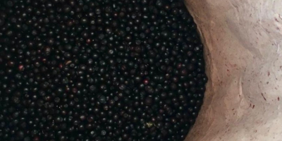 The Belarusian organization offers to supply: Frozen unpeeled blueberries.