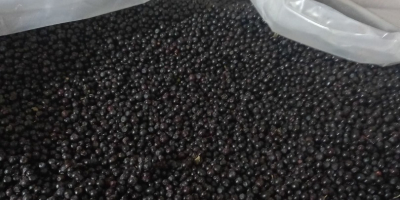 The Belarusian organization offers to supply: Frozen unpeeled blueberries.